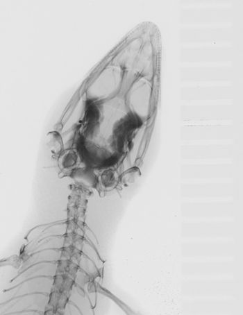 Media type: image;   Herpetology R-183334